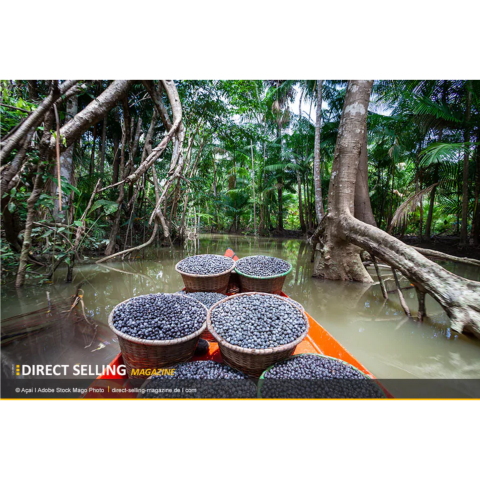 Açaí – Superfruit d'Amazonie